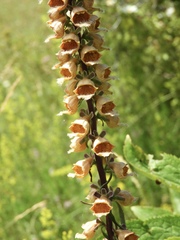 Digitalis ferruginea