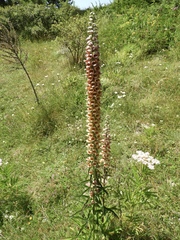 Digitalis ferruginea