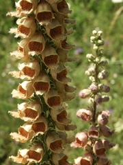 Digitalis ferruginea