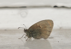 Coenonympha pamphilus
