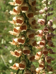 Digitalis ferruginea