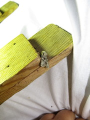 Dryobotodes monochroma