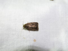 Caradrina germainii