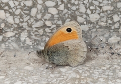 Coenonympha pamphilus