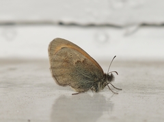 Coenonympha pamphilus