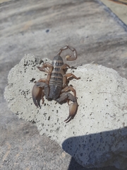 Scorpionoidea