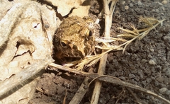 Sphaerotheca maskeyi