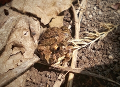 Sphaerotheca maskeyi