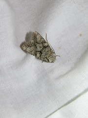 Dryobotodes monochroma