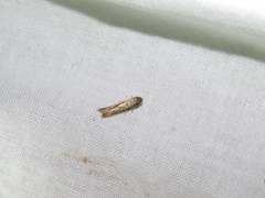 Haplochrois buvati