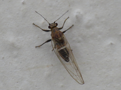 Trioza urticae