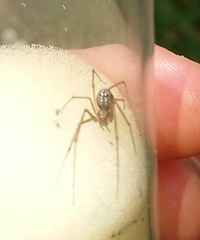 Floronia bucculenta