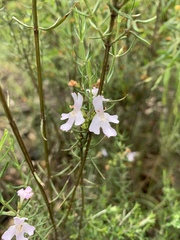 Westringia crassifolia