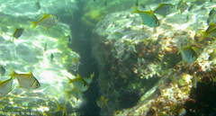 Schuettea scalaripinnis