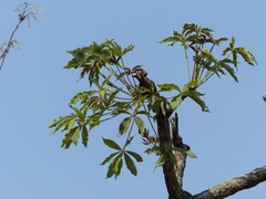 Cussonia arborea image