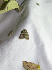 Pachycnemia tibiaria