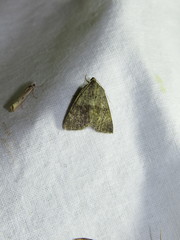 Pachycnemia tibiaria