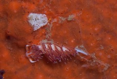 Cratena sp-a