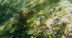 Schuettea scalaripinnis