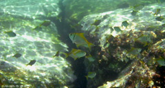 Schuettea scalaripinnis