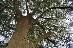 Vachellia robusta