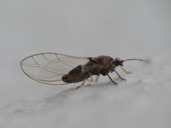 Trioza urticae