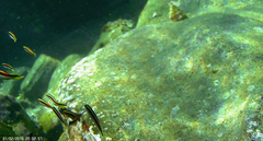 Trachinops taeniatus