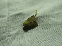 Xestia kermesina
