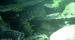 Trachinops taeniatus