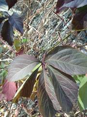 Parthenocissus