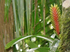 Vriesea interrogatoria