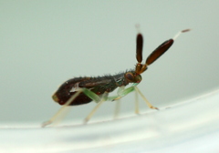 Heterotoma