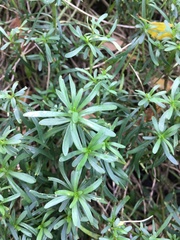 Iberis sempervirens