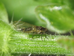 Trioza urticae