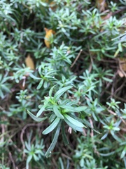 Iberis sempervirens