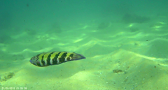 Eupetrichthys angustipes