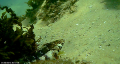 Eupetrichthys angustipes