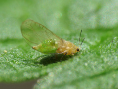 Trioza urticae