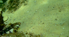 Eupetrichthys angustipes