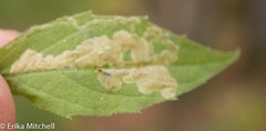 Liriomyza limopsis