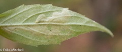 Liriomyza limopsis