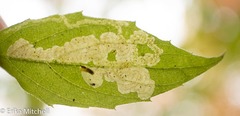 Liriomyza limopsis