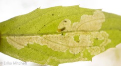 Liriomyza limopsis