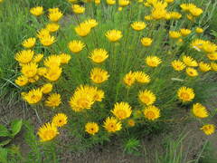 Berkheya insignis