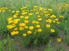 Berkheya insignis
