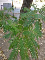 Rhus