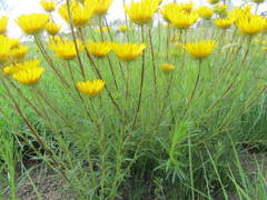 Berkheya insignis