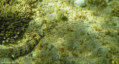 Synodus dermatogenys