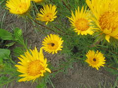 Berkheya insignis