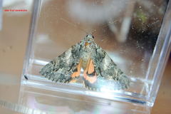 Catocala verrilliana